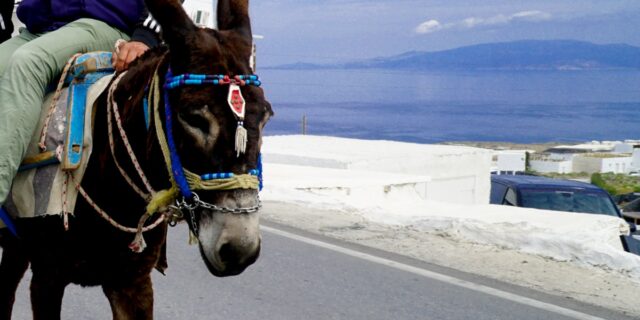 Τι συμβαίνει με άλογα και γαϊδούρια στην Ελλάδα;