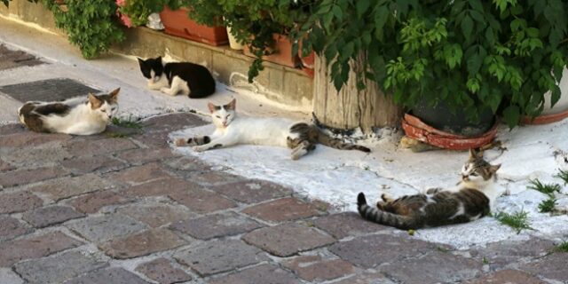 Ρόδος: Βαρύ πρόστιμο σε 76χρονο επειδή εγκατέλειψε γατάκια σε κούτα