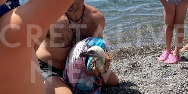 Καύσωνας: Νέο περιστατικό με εξαντλημένο γύπα στην Κρήτη – Τον βοήθησαν λουόμενοι στη θάλασσα