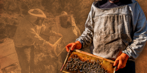 Πώς οι μέλισσες στη Λέρο βοηθούν τους ψυχικά ασθενείς;