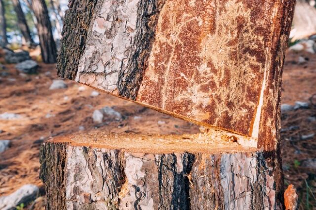 Εργατικό δυστύχημα στις Σέρρες: Νεκρός 40χρονος υλοτόμος που καταπλακώθηκε από δέντρο στο Καστανοχώρι