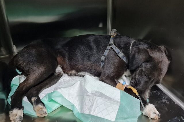 Αποτροπιασμός στο Ηράκλειο: Επιχείρησαν να ευνουχίσουν σκύλο με tire up