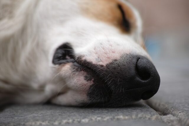 Σέρρες: Σκότωσαν με φόλα τον σκύλο του δημάρχου Σιντικής στην αυλή του σπιτιού του