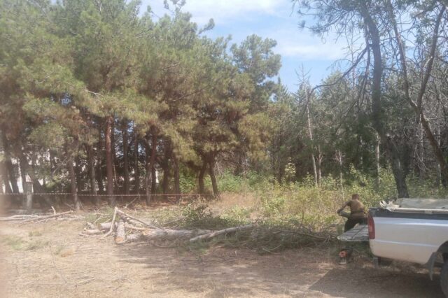 Αλεξανδρούπολη: Κόβουν δέντρα για να φτιάξουν γυμναστήριο, ενώ ο Έβρος φλέγεται