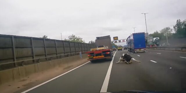 Βρετανία: Φορτηγό “αδειάζει” αγελάδα σε αυτοκινητόδρομο – Συγκλονιστικό βίντεο