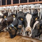 Λέσβος: Στα 48 τα επιβεβαιωμένα κρούσματα αφθώδους πυρετού