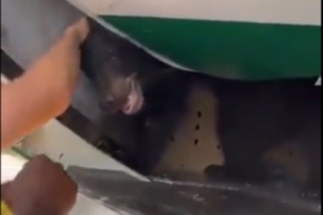 Αναταραχή σε πτήση: Αρκούδα το έσκασε από το κλουβί της – Βίντεο
