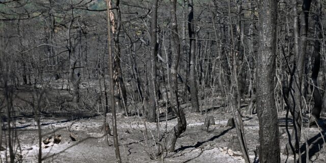 Φωτιά: Εντοπίστηκαν 18 νεκροί στο δάσος της Δαδιάς