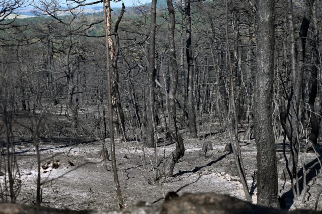 Φωτιά: Εντοπίστηκαν 18 νεκροί στο δάσος της Δαδιάς