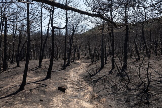 Φωτιά στον Έβρο: Ανεπανόρθωτη η καταστροφή – “Το δάσος της Δαδιάς χάθηκε για πάντα”