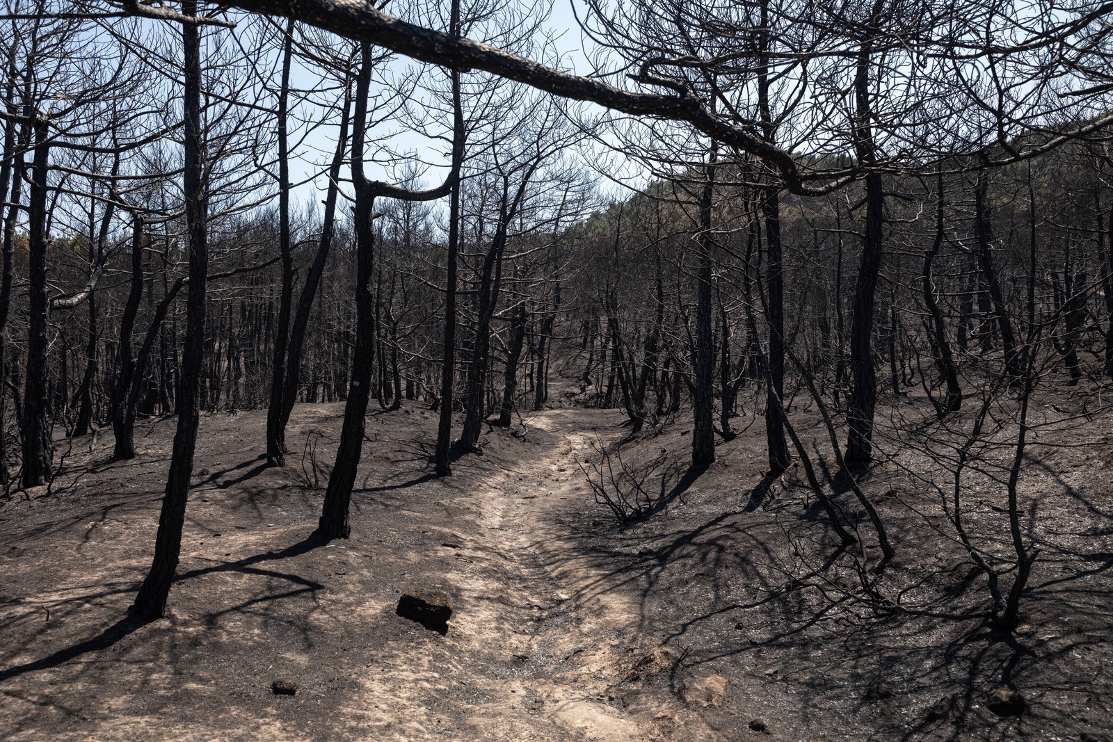 Φωτιά στον Έβρο: Ανεπανόρθωτη η καταστροφή – “Το δάσος της Δαδιάς χάθηκε για πάντα”