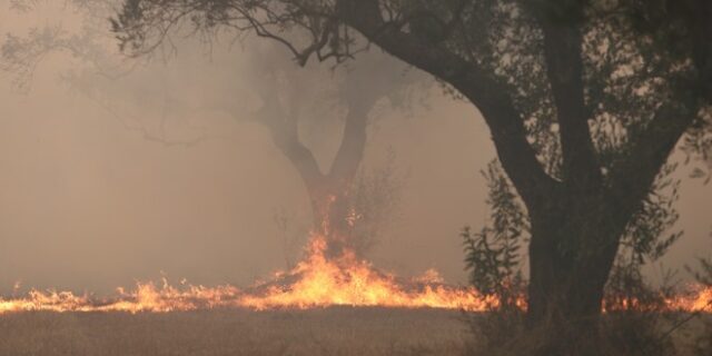 Δασάρχης Αλεξανδρούπολης: Η ιδιαιτερότητα της φωτιάς – “Πύρινες γλώσσες, ουρά, πτερύγια και κηλιδώσεις”