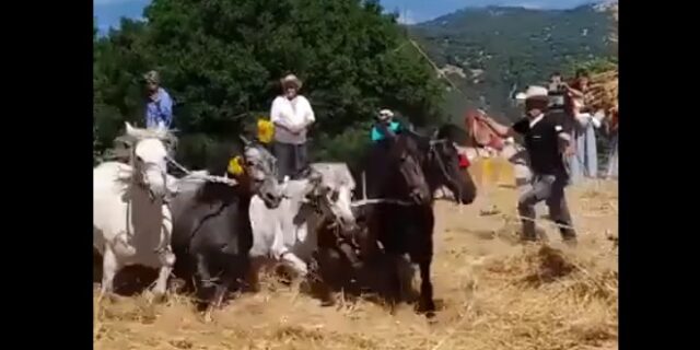 Οργή σε χωριό της Αρκαδίας: Χτυπούν άλογα σε αναπαράσταση αλωνίσματος – “Έθιμο” εδώ και μία 20ετία