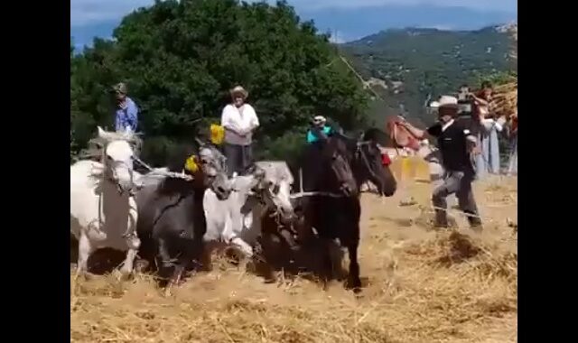 Οργή σε χωριό της Αρκαδίας: Χτυπούν άλογα σε αναπαράσταση αλωνίσματος – “Έθιμο” εδώ και μία 20ετία