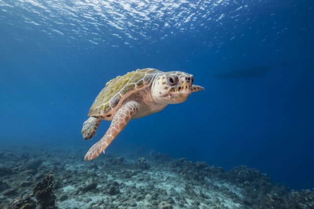 Ζάκυνθος: Ρεκόρ φωλιών της χελώνας Καρέτα Καρέτα φέτος