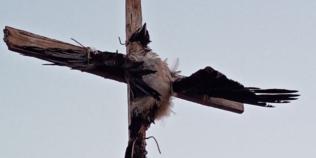 Κτηνωδία στην Πάρο: Σταύρωσαν κοράκι και το άφησαν σε δημόσια θέα