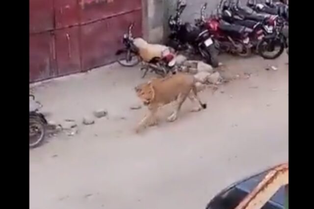 Βίντεο: Λιοντάρι δραπέτευσε από αυτοκίνητο στο Πακιστάν και περπατούσε αμέριμνο επί ώρες