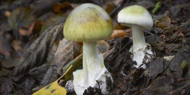 Αυστραλία: Οικογενειακό γεύμα μετατράπηκε σε τραγωδία – Τρεις νεκροί από δηλητηριώδη μανιτάρια