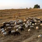 ΕΕΕΔΕΕ για ευλογιά: Εκτεταμένες παρανομίες και μη αδειοδοτημένα εμβόλια