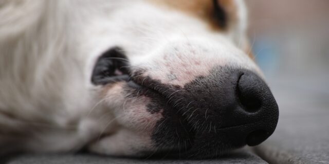 Φρίκη στο Νιου Τζέρσεϊ: Πάνω από 30 σκυλιά βρέθηκαν νεκρά σε σπίτι – 2 συλλήψεις