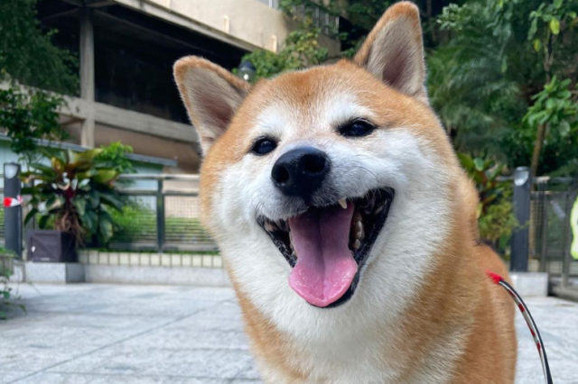 Balltze Cheems: Πέθανε ο viral σκύλος που έγινε meme
