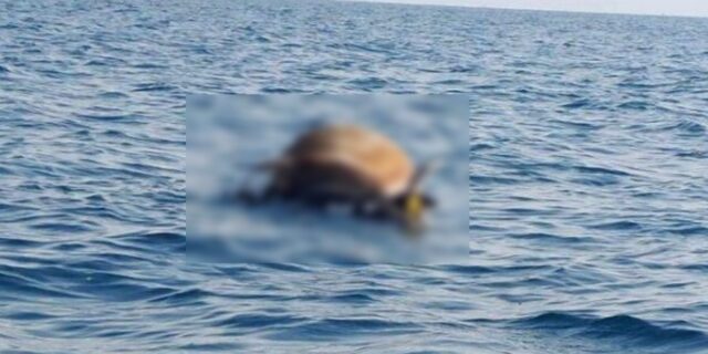 Σοκαριστικό θέαμα στη Θεσσαλονίκη: Νεκρή αγελάδα επιπλέει στον Θερμαϊκό
