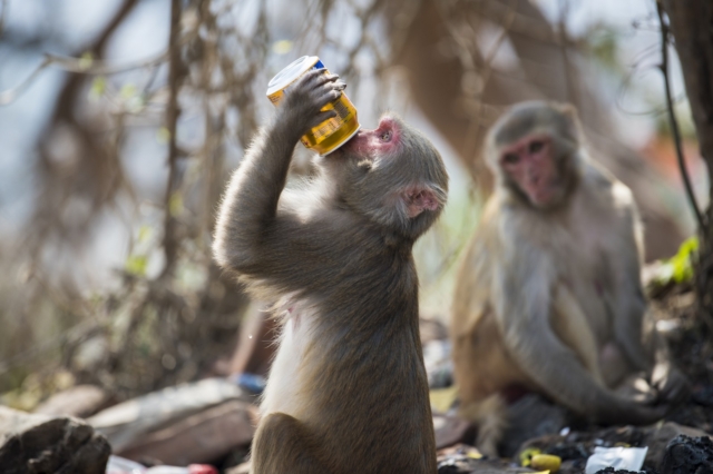 Μαϊμούδες μακάκοι