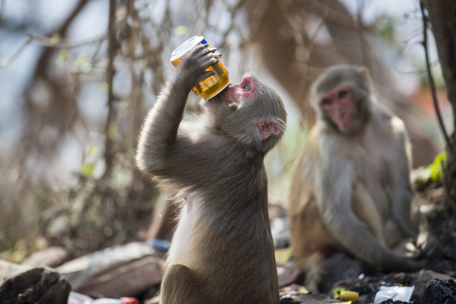 Μαϊμούδες μακάκοι