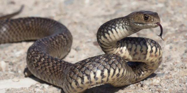 Αυστραλία: Άνδρας κατέληξε έπειτα από τσίμπημα από φίδι που δεν ήταν δηλητηριώδες
