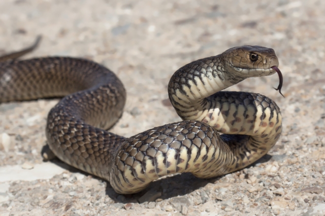 Αυστραλία: Άνδρας κατέληξε έπειτα από τσίμπημα από φίδι που δεν ήταν δηλητηριώδες