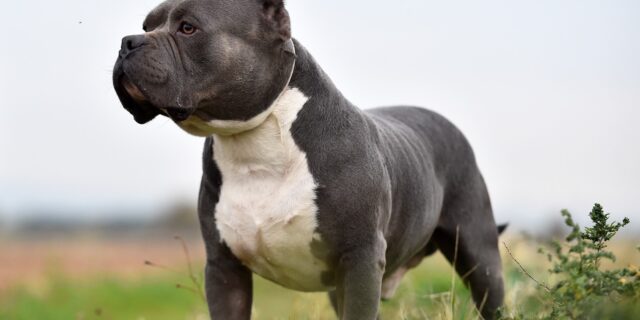 Βρετανία: Τρόμος τα σκυλιά American bully XL μετά τις επιθέσεις – Κατέληξε νεαρός άνδρας