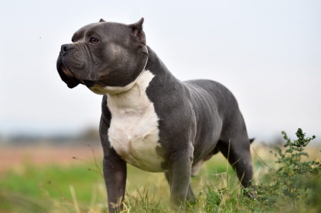 Βρετανία: Τρόμος τα σκυλιά American bully XL μετά τις επιθέσεις – Κατέληξε νεαρός άνδρας