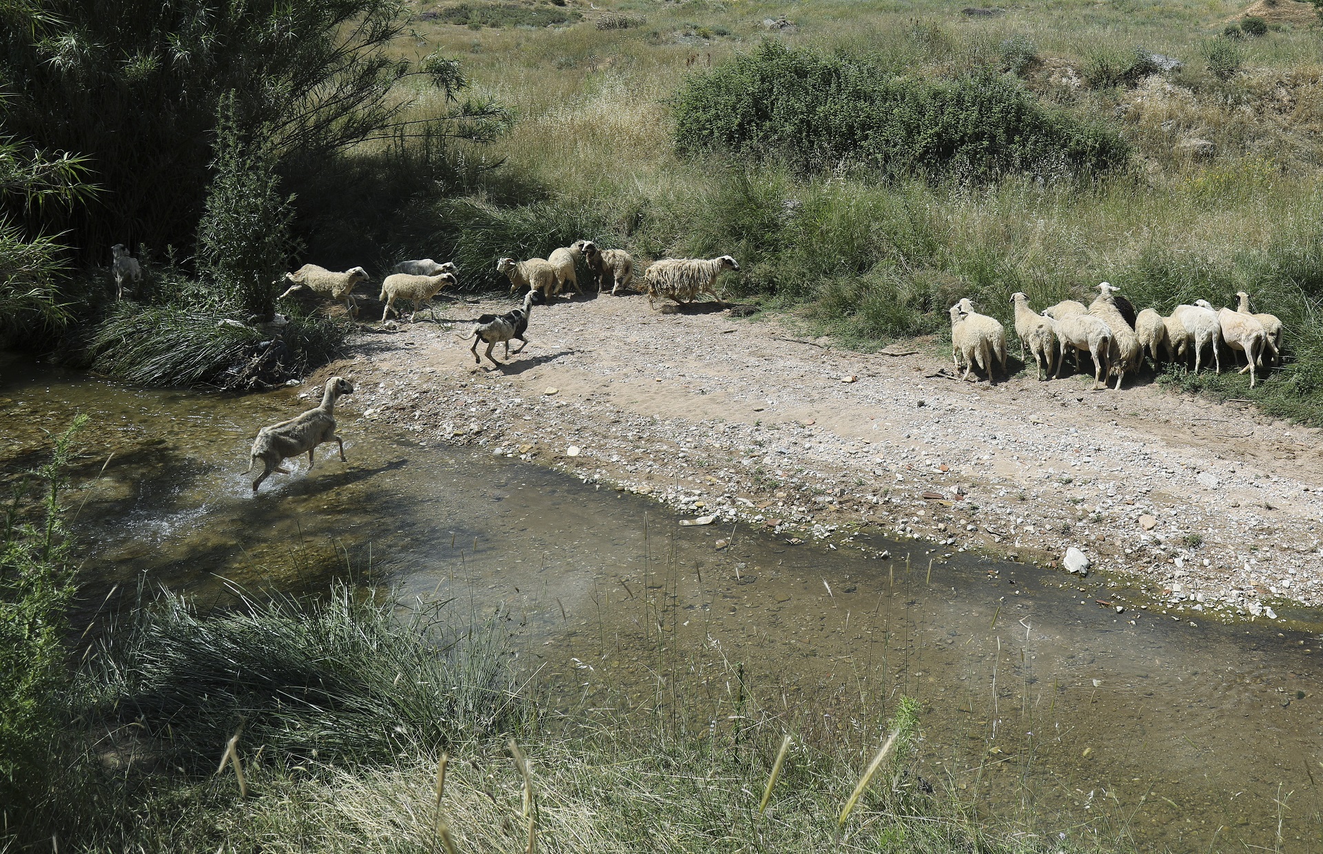 Πρόβατα στον Κηφισό