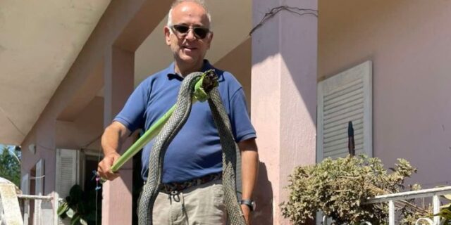 Πλημμύρες: Φίδι 2,5 μέτρων βγήκε μέσα από τα νερά στον Παλαμά
