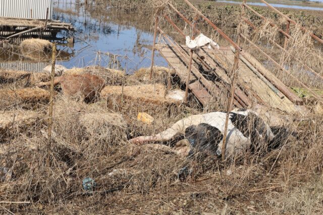 Θεσσαλία: Την περισυλλογή των νεκρών ζώων αναλαμβάνει ο στρατός – Τι ανακοίνωσε ο Δένδιας