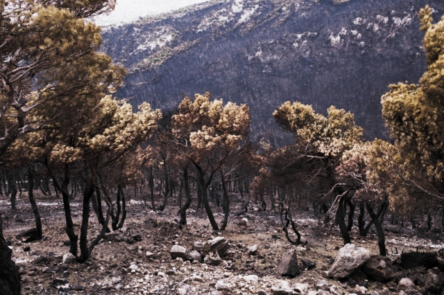 Τι άφησε πίσω της η φωτιά στην Πάρνηθα