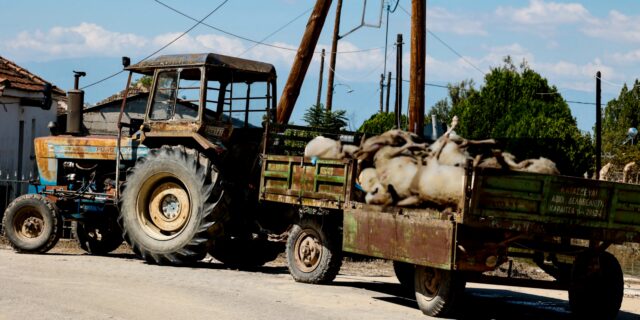 Απέραντο νεκροταφείο ζώων η Θεσσαλία – “Μας είπαν να τα βγάλουμε εμείς” λένε κάτοικοι