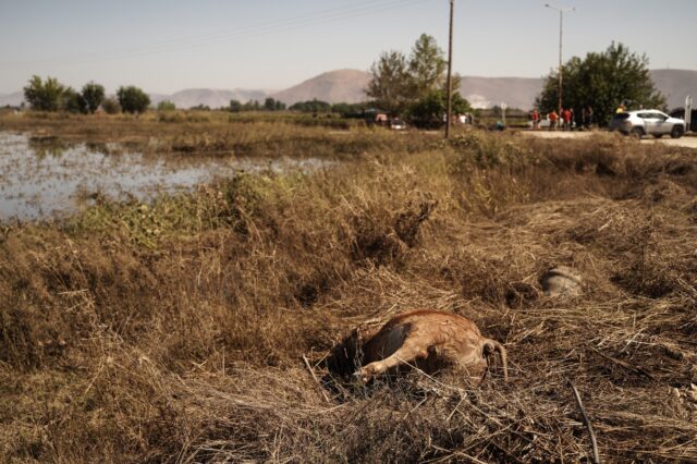 ΥΠΑΑΤ: Το σχέδιο για τη διαχείριση των νεκρών ζώων μετά την καταστροφή