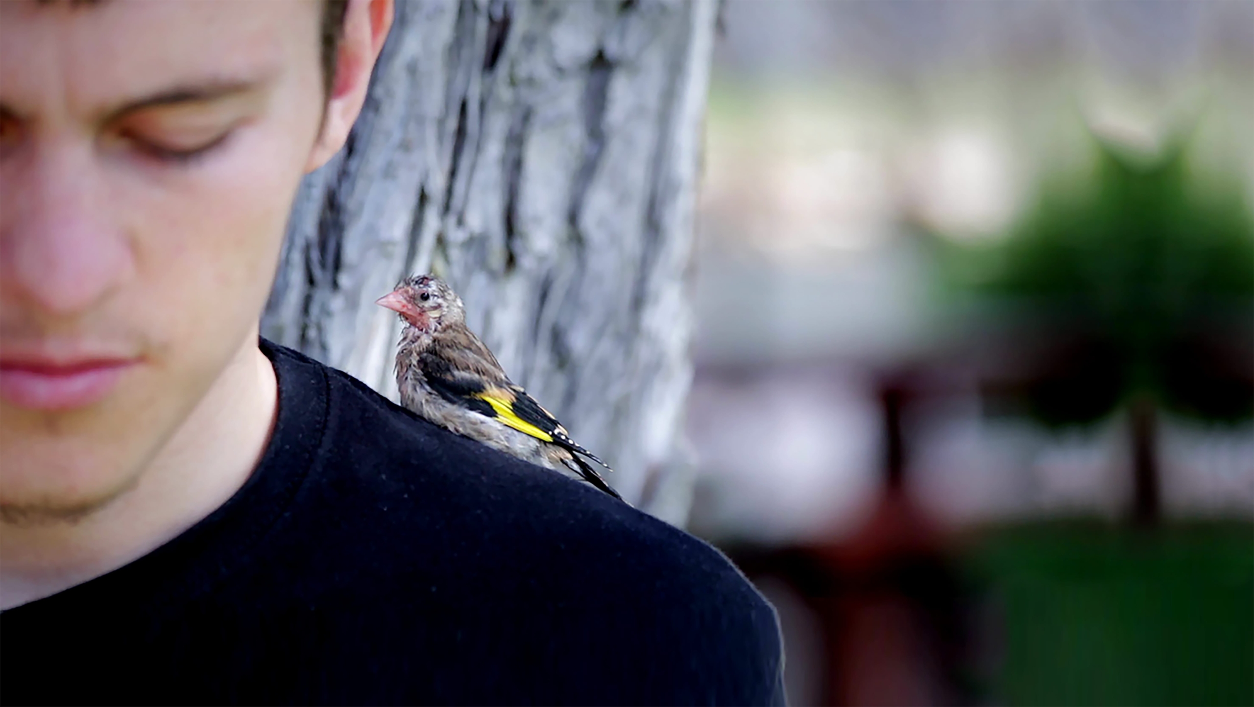 Menelaos Karamaghiolis