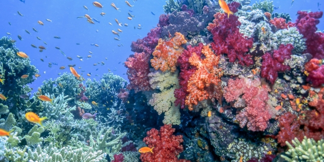 reef