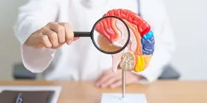 Το μυαλό σου αλλάζει σε 5 εποχές: Οι επιστήμονες ανακαλύπτουν το χάρτη της νευρωνικής ζωής