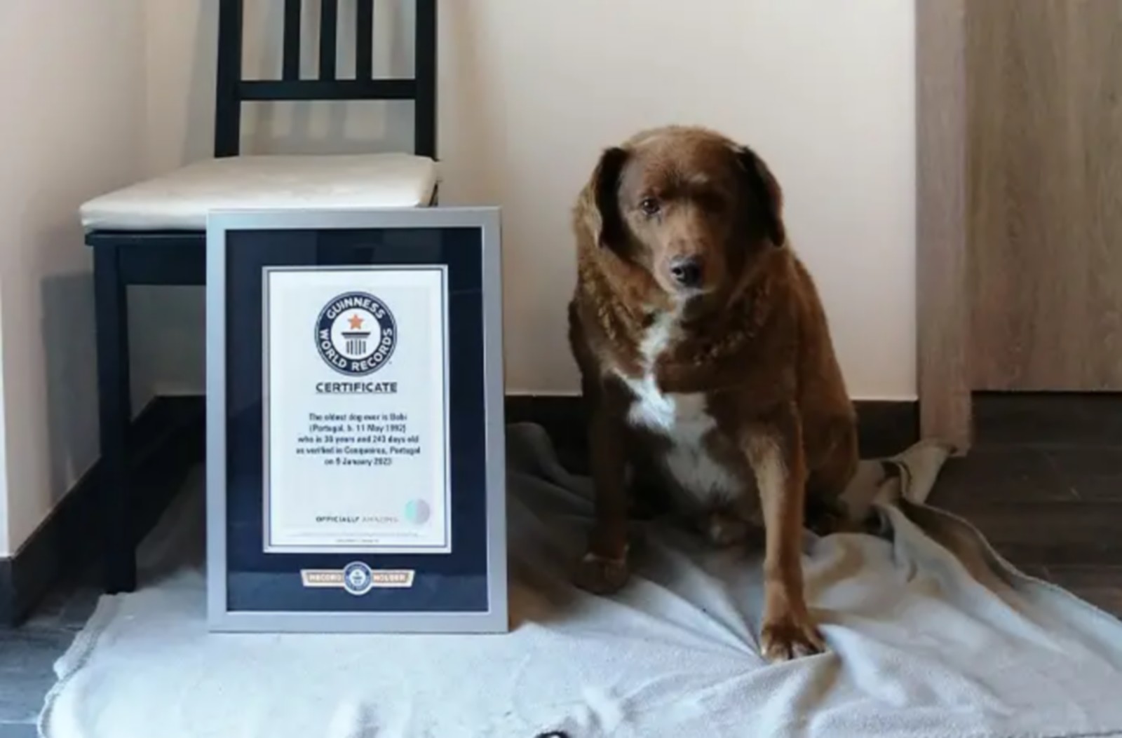 Πέθανε σε ηλικία 31 ετών ο Μπόμπι, ο γηραιότερος σκύλος στον κόσμο