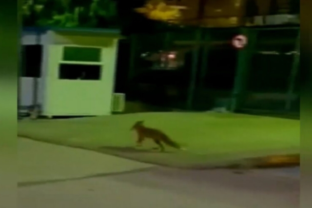 Βίντεο: Αλεπού εισέβαλε στην ΕΡΤ – Πώς έφτασε στο Ραδιομέγαρο