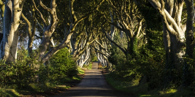 Dark Hedges