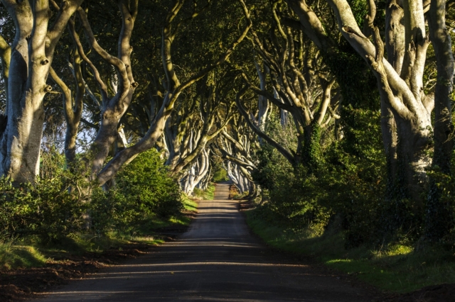 Dark Hedges