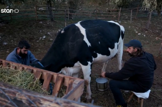 Χάος στη Φάρμα: Παίκτης κατηγορείται ότι κακοποίησε αγελάδα