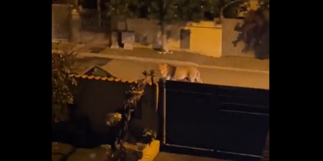 Λιοντάρι κυκλοφορεί ελεύθερο στους δρόμους της Ιταλίας