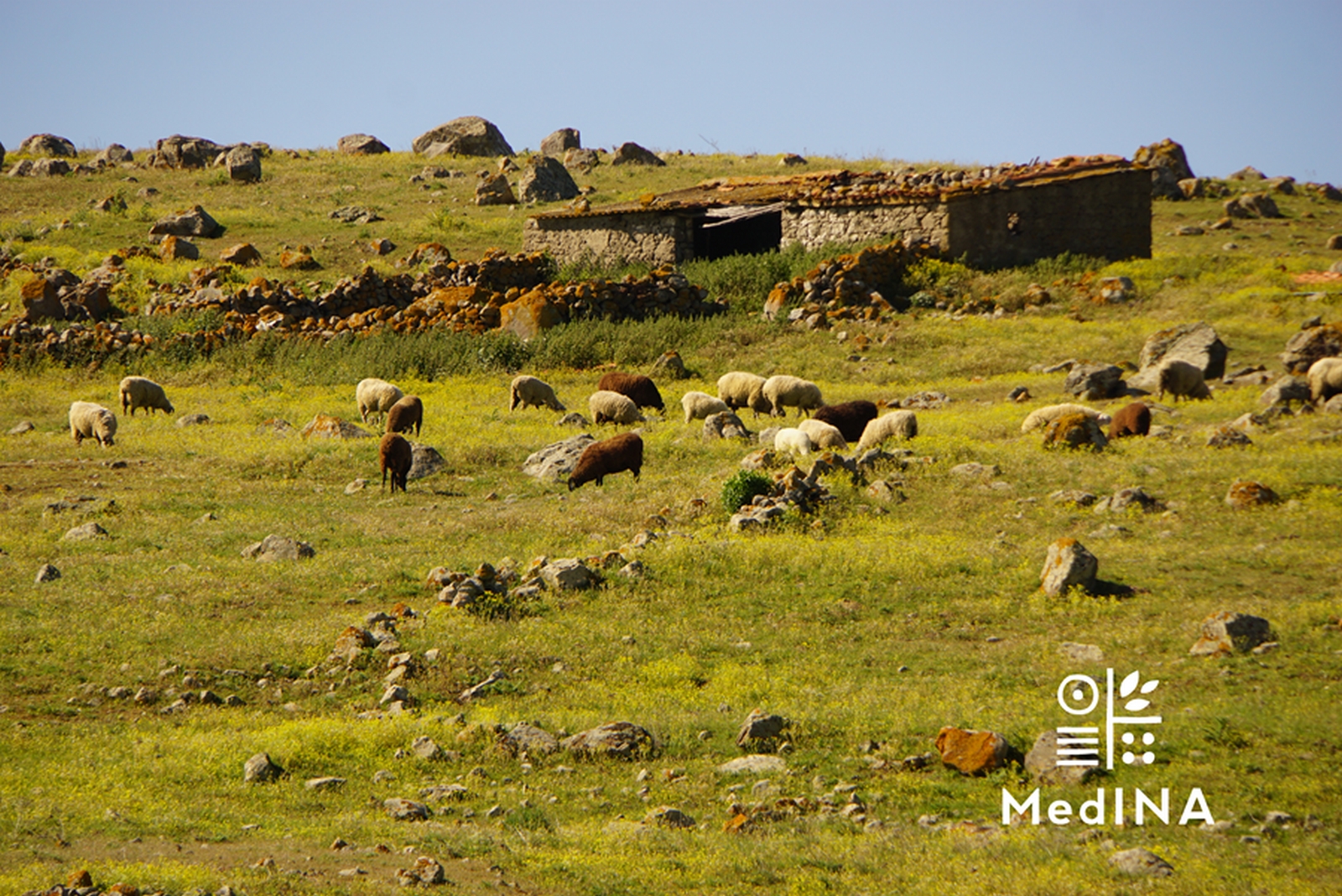 Παραδοσιακή μάντρα στο Ρεπανίδι Λήμνου