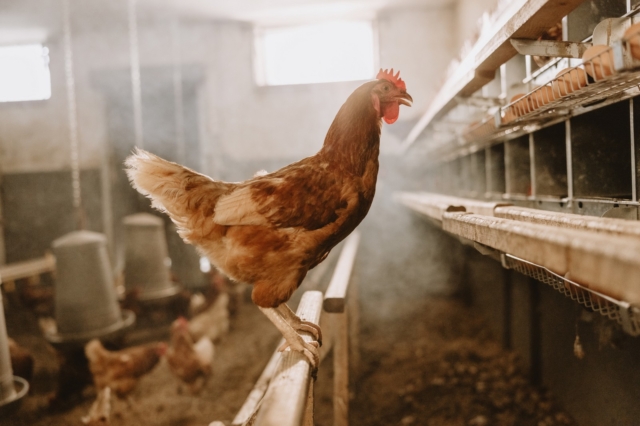 Γρίπη των πτηνών: “Συναγερμός” στην Κροατία για την εμφάνιση του ιού H5N1