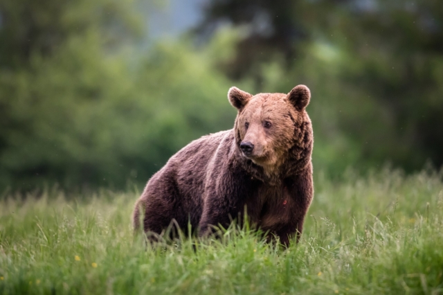 Κόνιτσα: Αρκούδες βρέθηκαν νεκρές από πυροβολισμούς στην εθνική οδό – Ανάμεσά τους μωρό αρκουδάκι